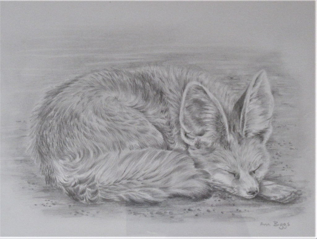 Pencil drawing of a fox cub, Ann Biggs, framed, signed, c2000