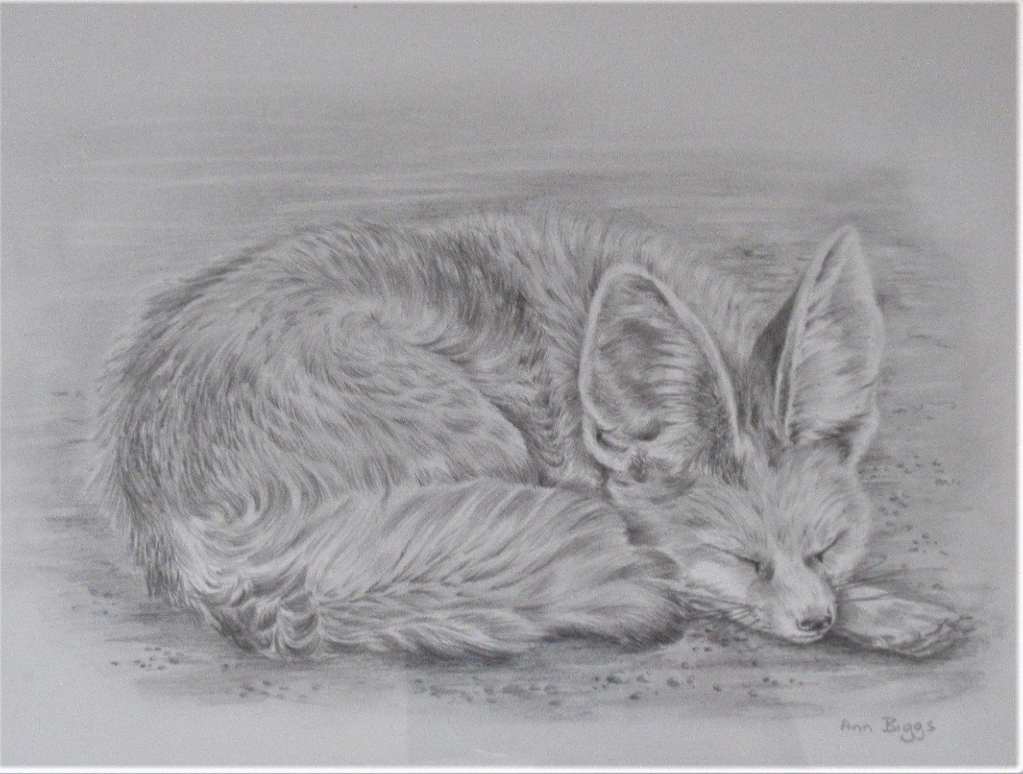 Pencil drawing of a fox cub, Ann Biggs, framed, signed, c2000