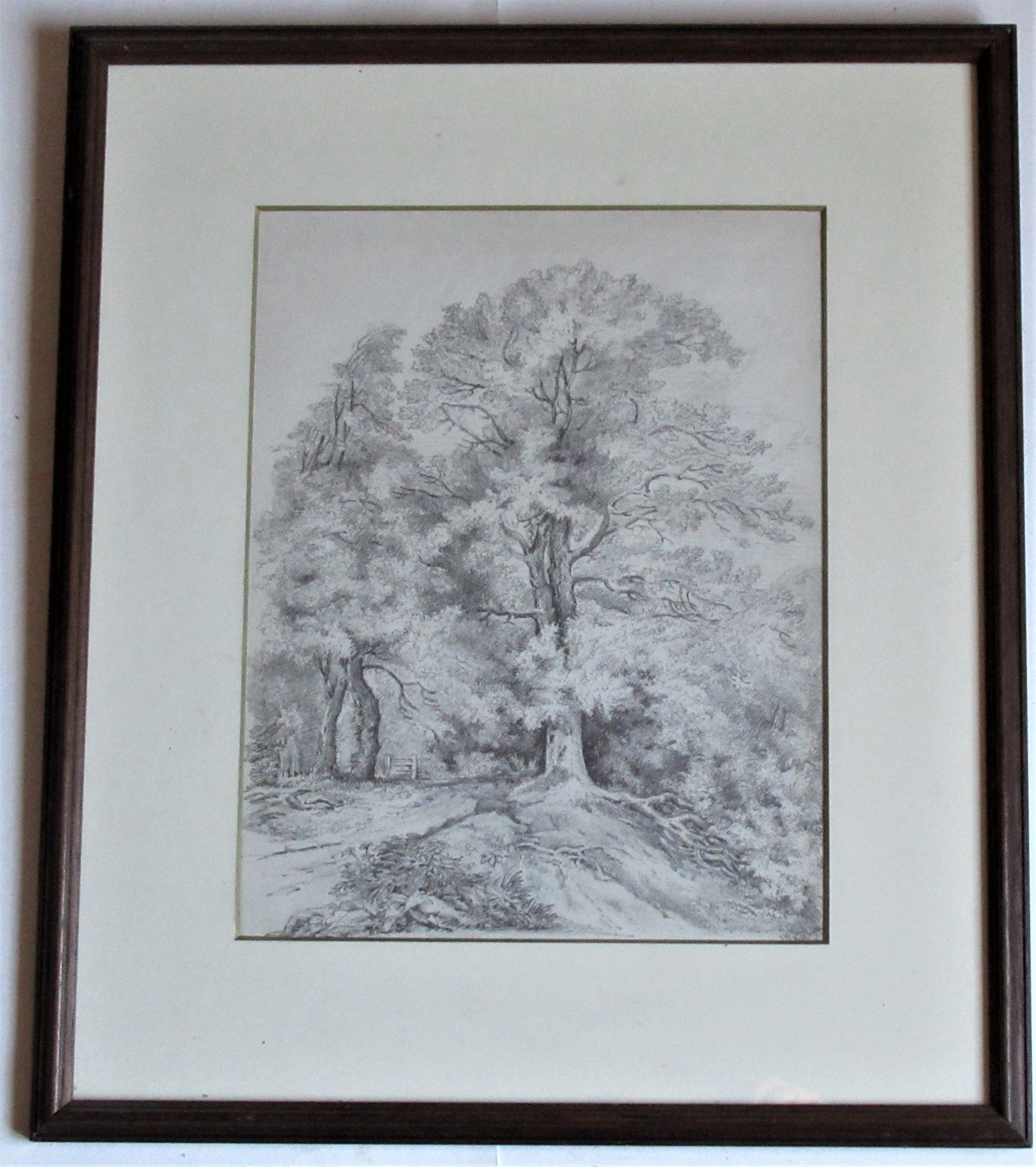 Study of an Oak Tree – Emma Weeds Bacon, Suffolk, 1822 (Pencil Drawing)