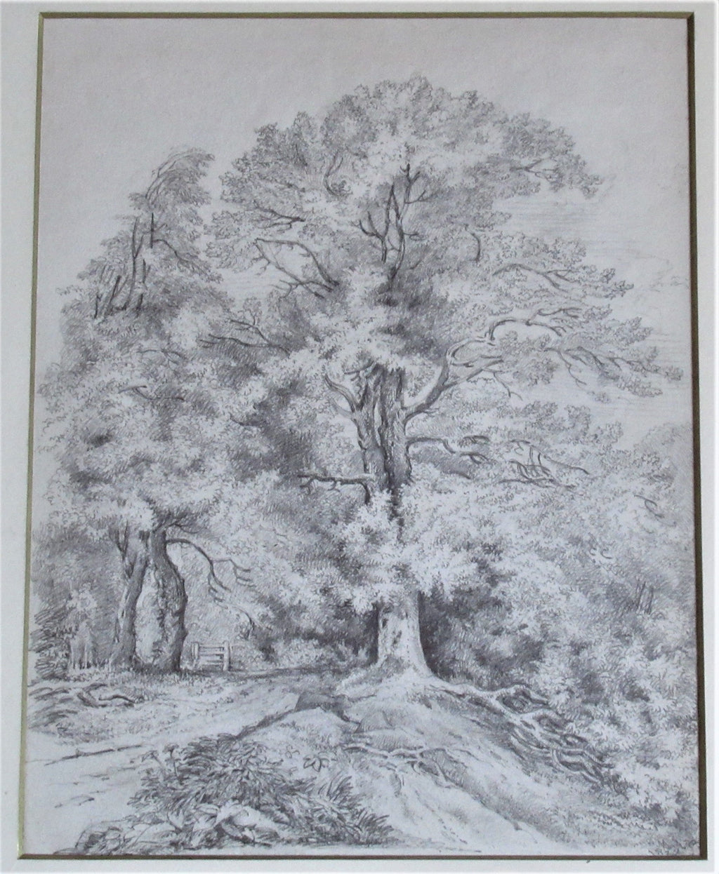 Study of an Oak Tree – Emma Weeds Bacon, Suffolk, 1822 (Pencil Drawing)
