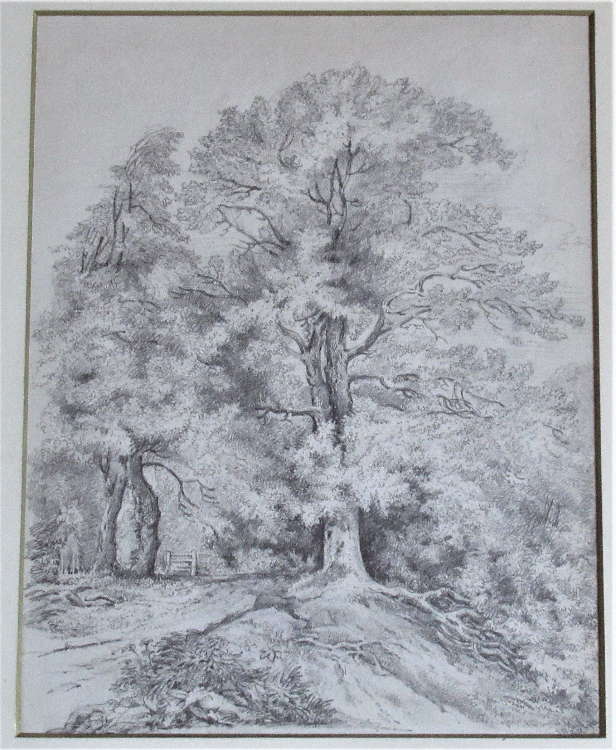 Study of an Oak Tree – Emma Weeds Bacon, Suffolk, 1822 (Pencil Drawing)