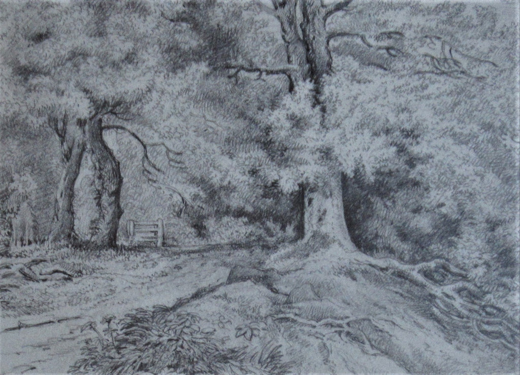 Study of an Oak Tree – Emma Weeds Bacon, Suffolk, 1822 (Pencil Drawing)