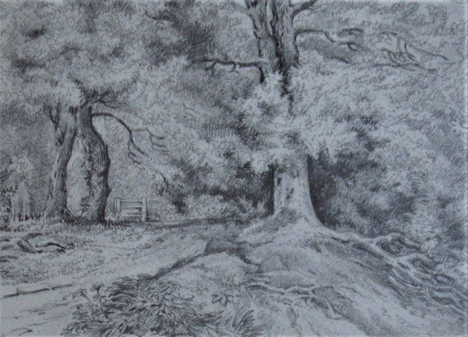 Study of an Oak Tree – Emma Weeds Bacon, Suffolk, 1822 (Pencil Drawing)