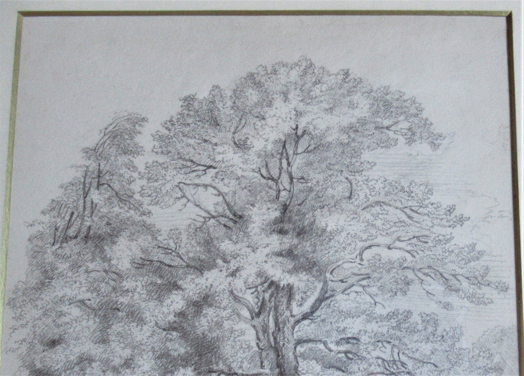 Study of an Oak Tree – Emma Weeds Bacon, Suffolk, 1822 (Pencil Drawing)