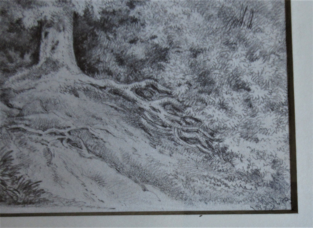 Study of an Oak Tree – Emma Weeds Bacon, Suffolk, 1822 (Pencil Drawing)