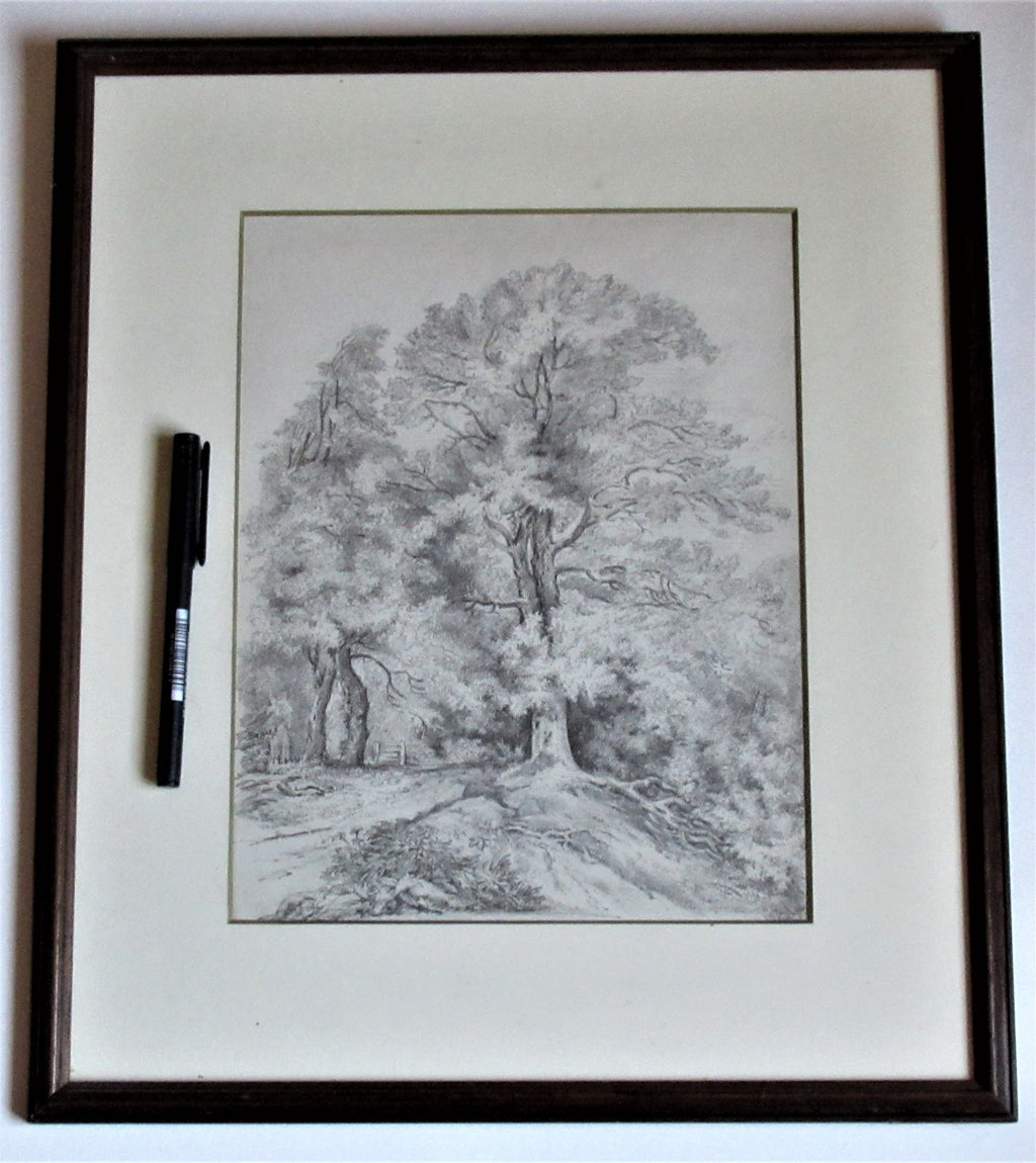 Study of an Oak Tree – Emma Weeds Bacon, Suffolk, 1822 (Pencil Drawing)