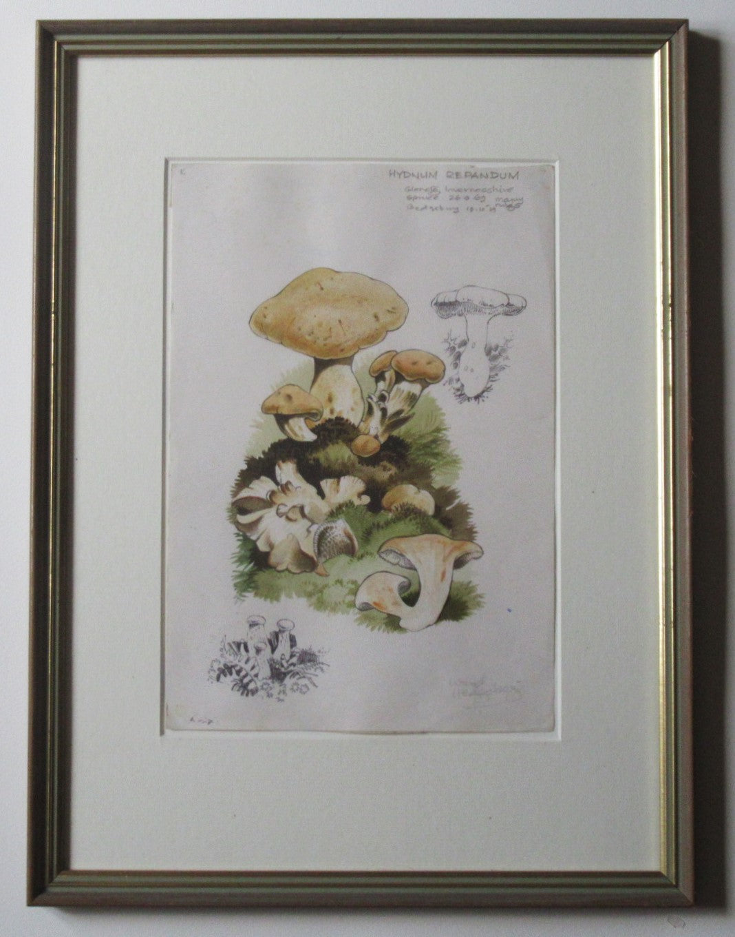 Original watercolour drawing of fungi, Hydnum Repandum, Dennis Harle SWLA, 1969