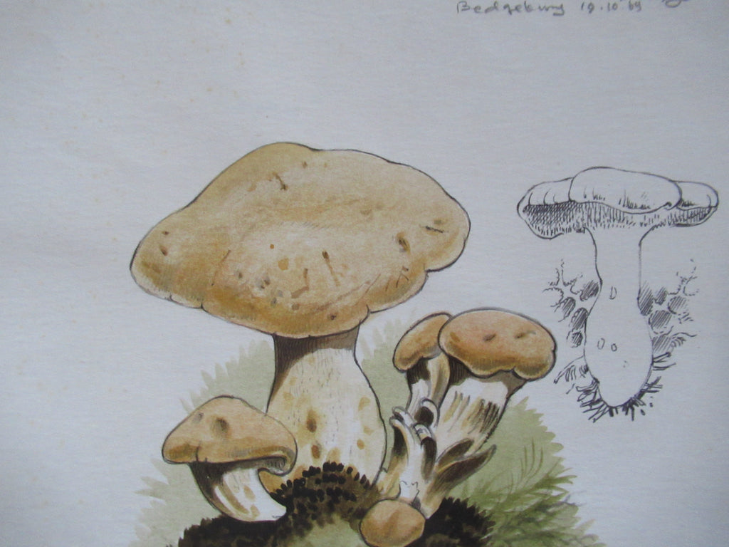 Original watercolour drawing of fungi, Hydnum Repandum, Dennis Harle SWLA, 1969