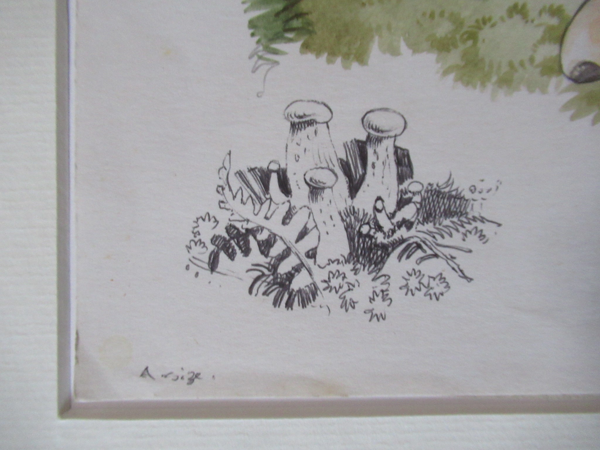 Original watercolour drawing of fungi, Hydnum Repandum, Dennis Harle SWLA, 1969