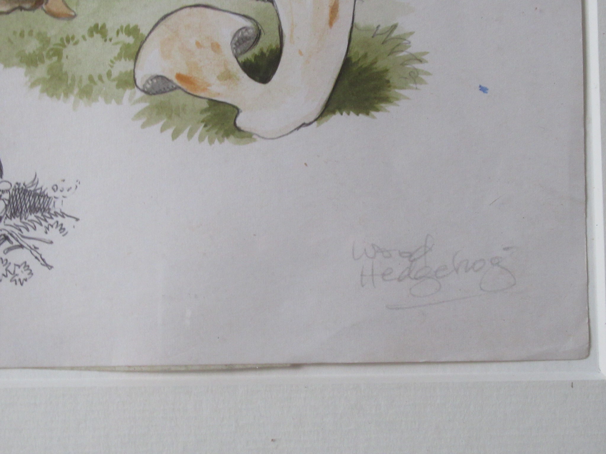 Original watercolour drawing of fungi, Hydnum Repandum, Dennis Harle SWLA, 1969