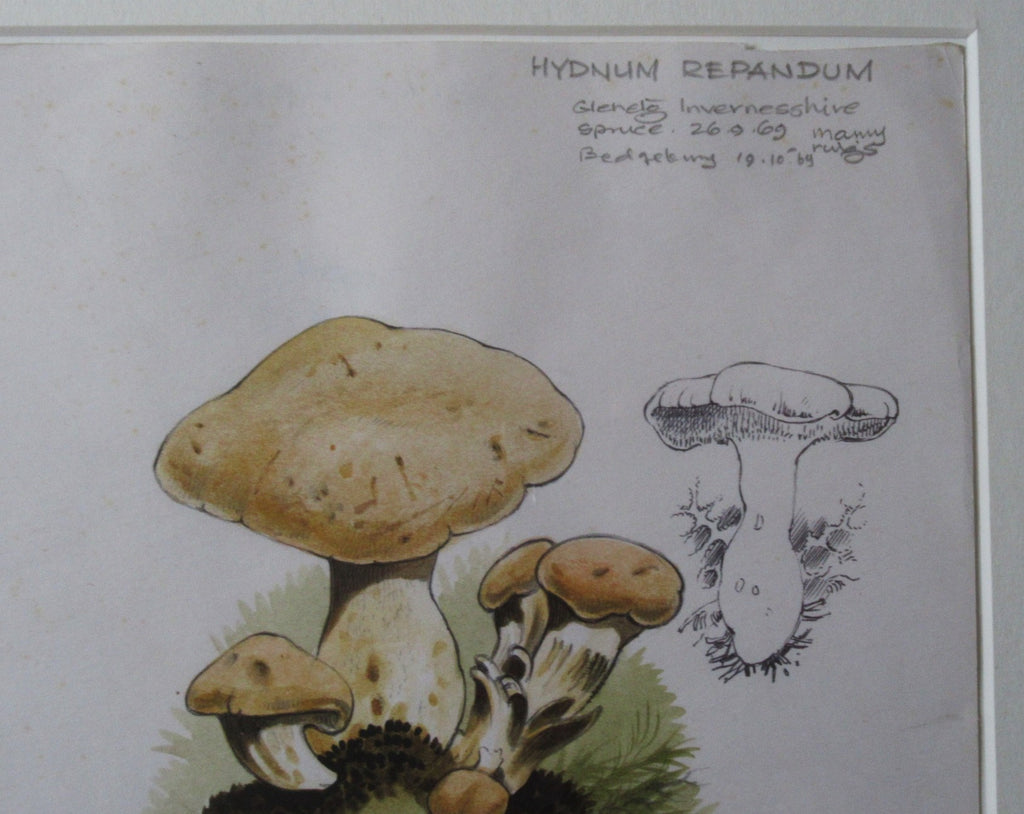 Original watercolour drawing of fungi, Hydnum Repandum, Dennis Harle SWLA, 1969
