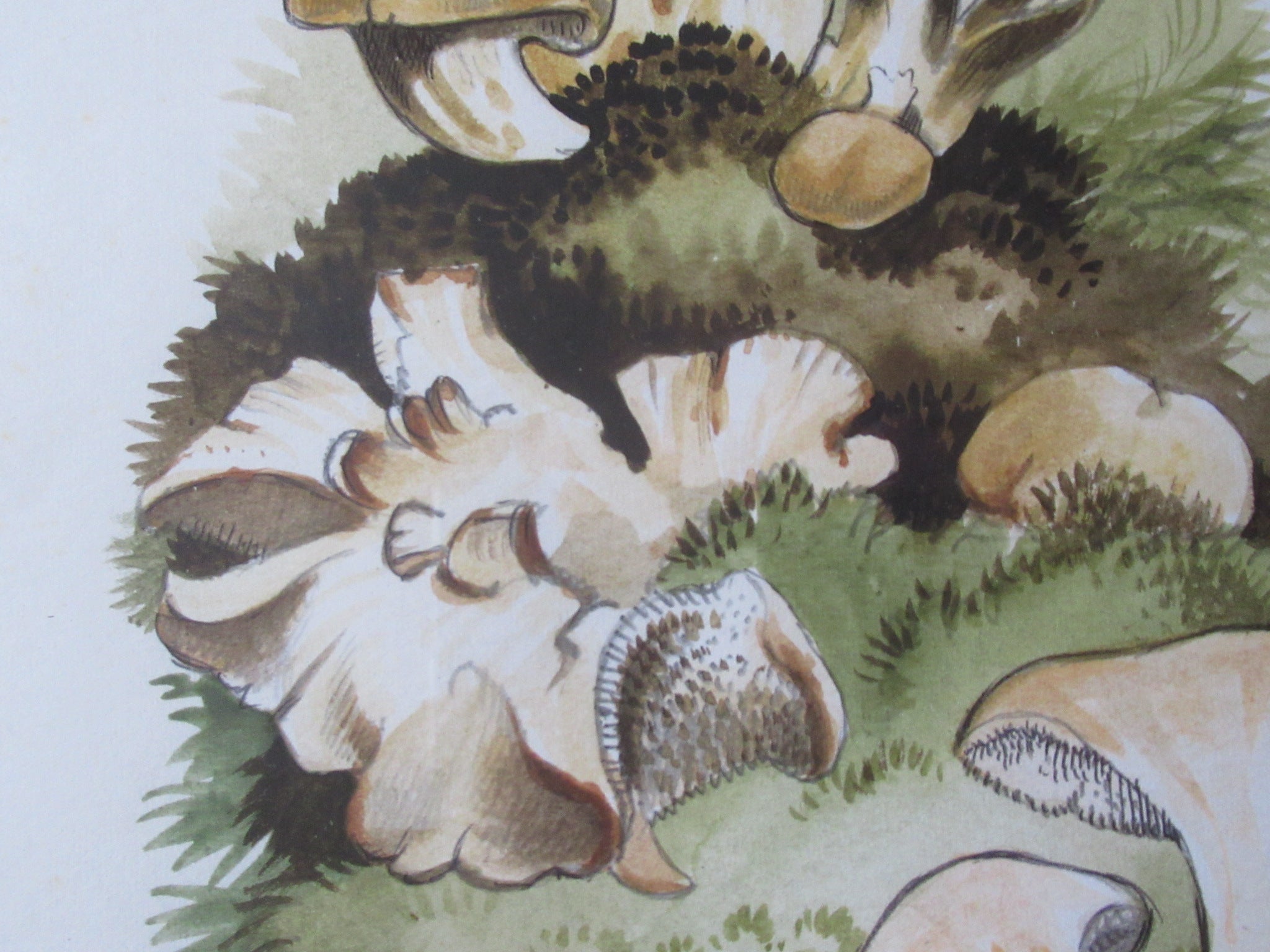 Original watercolour drawing of fungi, Hydnum Repandum, Dennis Harle SWLA, 1969
