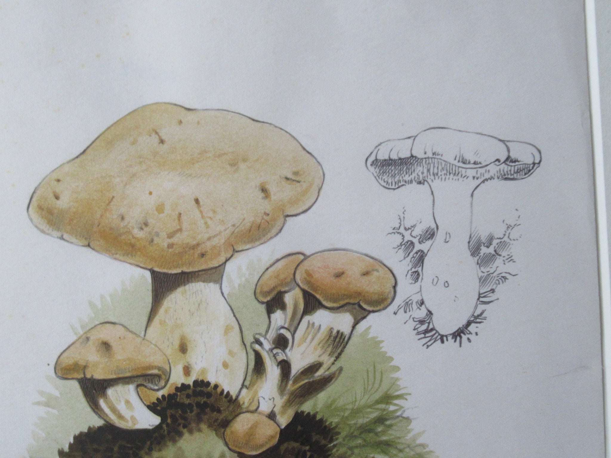 Original watercolour drawing of fungi, Hydnum Repandum, Dennis Harle SWLA, 1969