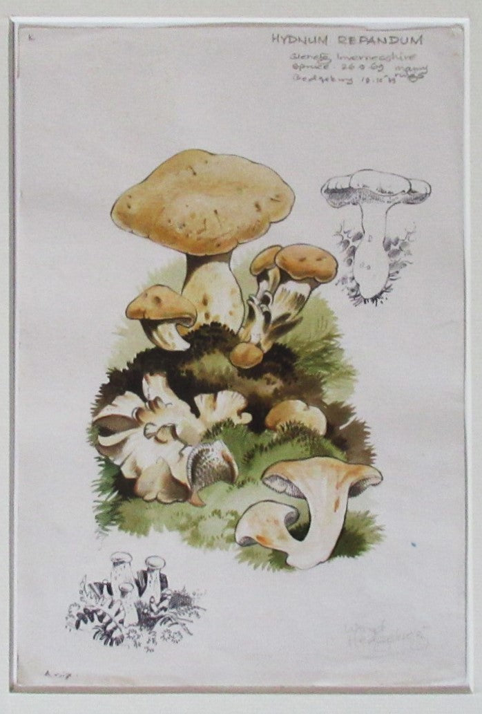 Original watercolour drawing of fungi, Hydnum Repandum, Dennis Harle SWLA, 1969