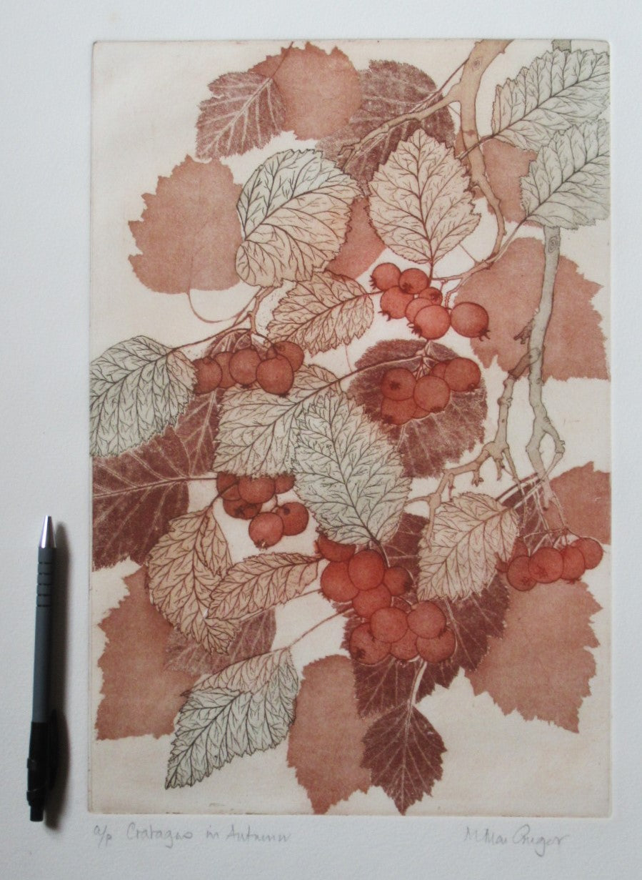 Original artist's proof print, Crataegus in Autumn, Miriam Macgregor, framed