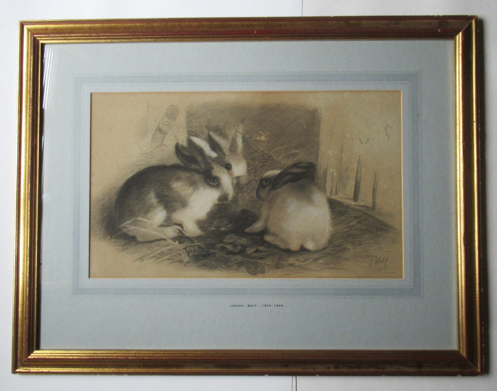 Joseph Wolf, rare original drawing of three rabbits, signed & dated 1875 framed