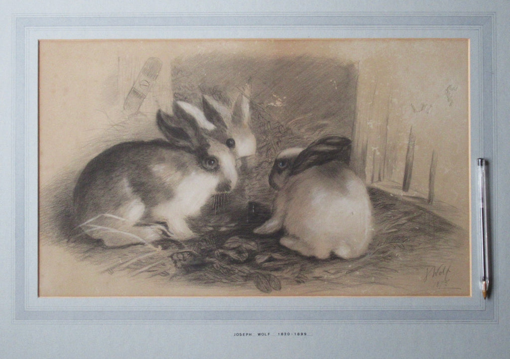 Joseph Wolf, rare original drawing of three rabbits, signed & dated 1875 framed